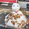 中国河南省開封市、雪が降ってから２日目に出会った雪だるま達