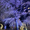 アジアな空間　その２０３５８　桜パトロール　その３　高輪プリンスホテル　の巻