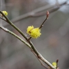 Lindera obtusiloba　ダンコウバイ