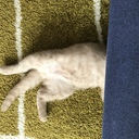 今日のジョー