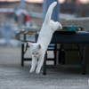 天草諸島のねこさん