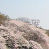 航空写真。桜。