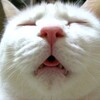 デリバリーピザ衰退？、、、