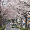 海軍道路の桜