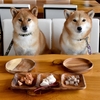 雨にわんことお出かけに最適？犬を連れて行けるカフェ特集♪