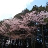 札幌の桜　その３　2024・春