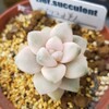 🌵多肉植物   色が薄いアプリコット美人  他🌵