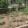 夏野菜を植える