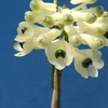 Dendrobium smilliae f.album