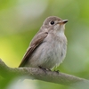 2023.04　コサメビタキ (Asian Brown Flycatcher) 