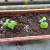 種から発芽したゴーヤーをプランターに植え替える