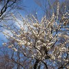 井の頭恩賜公園（東京都武蔵野市・三鷹市）