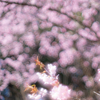 真夏以外は桜の咲く富山