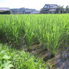 稲の成長　0817