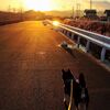 犬は自然界から人間界に嫁入りしてきた天使です