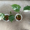 モンステラ苗　植え替え