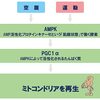 ”ミトコンドリア”の不思議