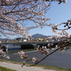 比叡山と桜。