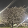 まろん、もうちょっと桜見ておこうよ。