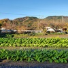 チューリップ🌷球根植え開始