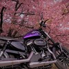 河津桜とXL883N