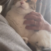ゴロゴロするきなこもち特集59