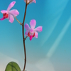 Phalaenopsis pulcherrima  Dwarf Type