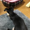 まろにー429日目