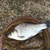 2022年・初へら㊗️ ( ^_^)/~~~🐟
