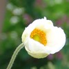 花のほほえみ