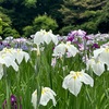 小石川後楽園の花菖蒲が見頃！2023年の見頃、開花状況、見どころ（東京都文京区）