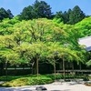 新緑の『千如寺』