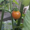 収穫🍅