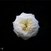 No.70『White Rose』