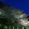 夜桜見物にはまだ早いかな