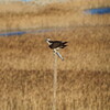 大阪南港野鳥園探鳥(2018/12/08 7:55-10:30)