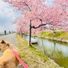 笠松河津桜ロード　(松阪市)