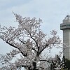 尾張旭 城山公園のサクラ