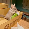 🐹🐭お世話係、こころは穏やかです
