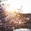 【作例あり】春はすぐそこ！桜をドラマチックに撮るコツ3選！🌸📸