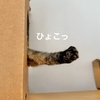 サビ猫もなちゃんの美脚♪
