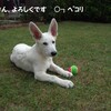 ニューフェイス