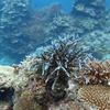 Dive171本目：石垣島2日目3本目（竹富島北） 2024石垣島旅行記No.53