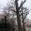 もう葉桜に