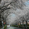 浦安でも名所になった桜のトンネル