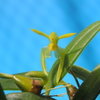 Bulbophyllum lasiochilum f.album