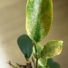 【観葉植物】どうやら「ハダニ」らしい…