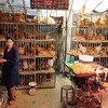 【H7N9鳥インフル】 浙江省杭州市および周辺で相次いで確認　流行シーズン入り　新華網は記事削除