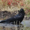 烏（からす）の行水