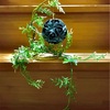 ローズ・ブーケ新作「無機を抱く」／Rose bouquet "Embrace an inorganic"